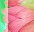 My Journal 24