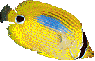 a fish