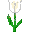 White tulip