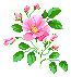 Wild rose